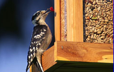 Wall Mounted Bird Feeder